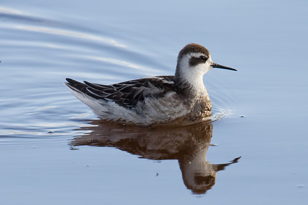 Red-necked Phalarope