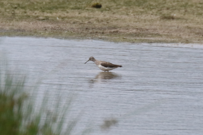 Green Sandpiper