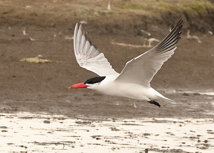 Caspian Tern