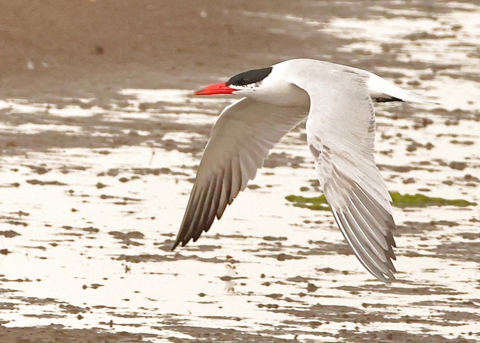 Caspian Tern
