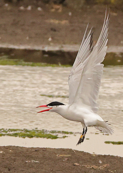 Caspian Tern