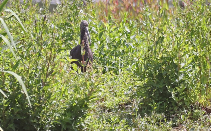 Glossy Ibis