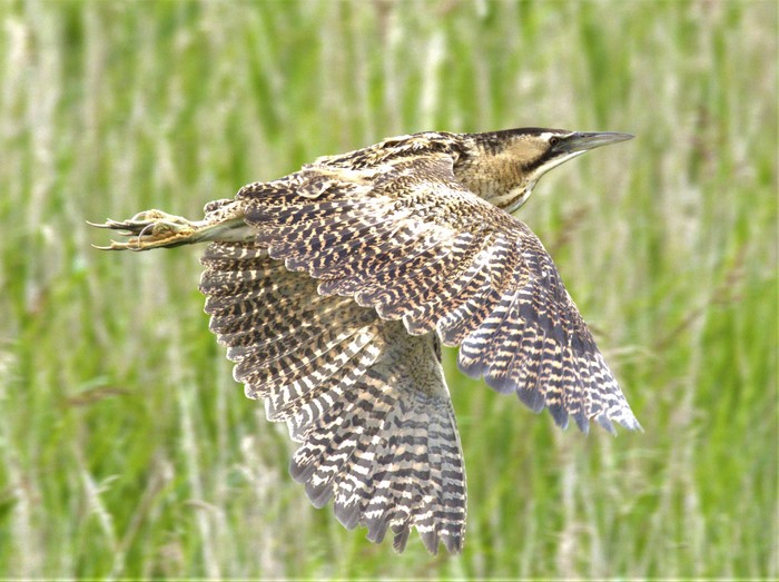 Bittern