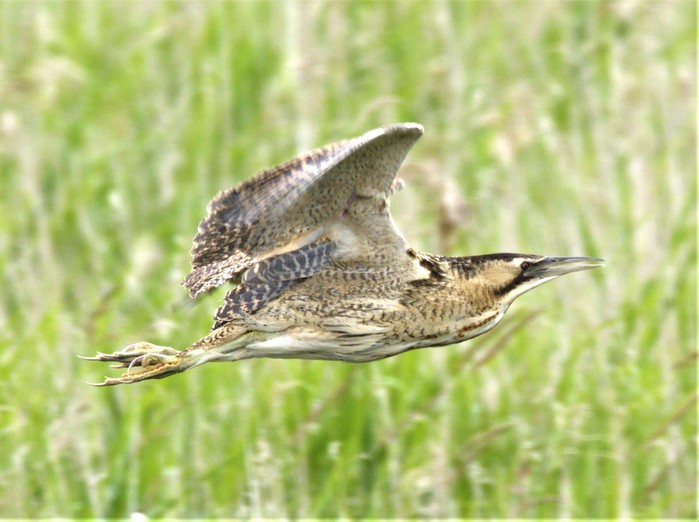 Bittern