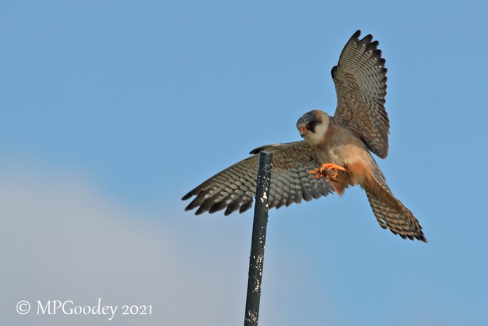 Red-footed Falcon