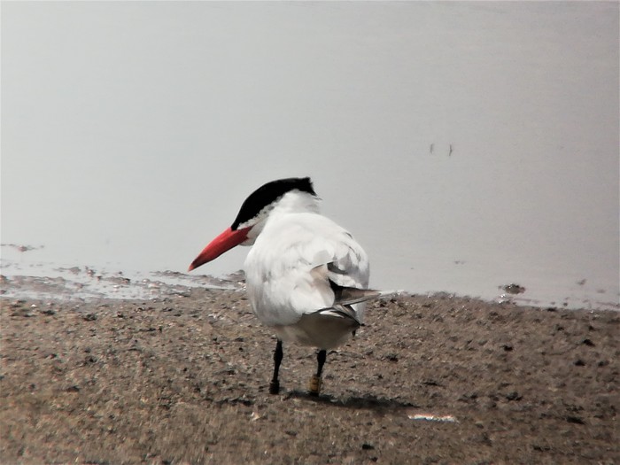 Caspian Tern