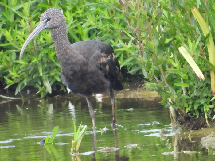 Glossy Ibis