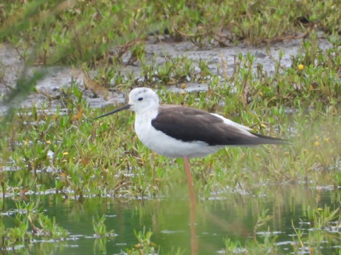 Black-winged Stilt