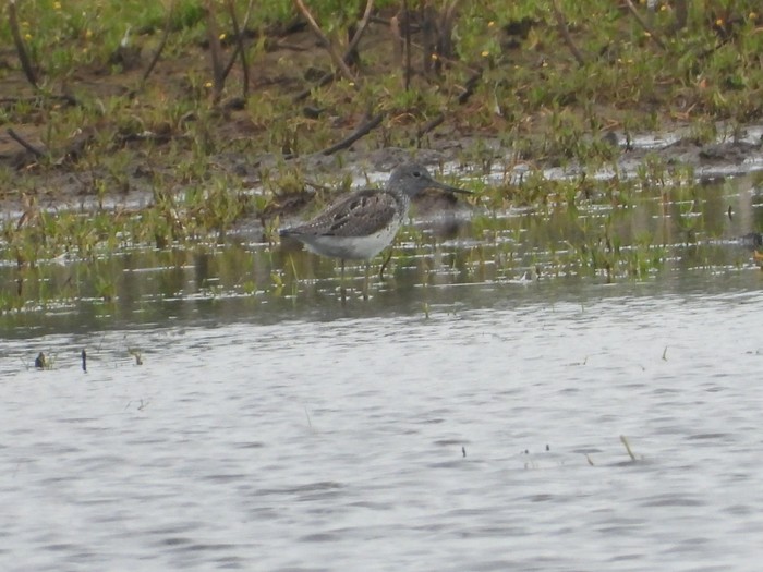 Greenshank