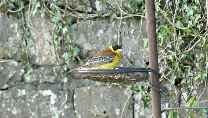 Black-headed Bunting