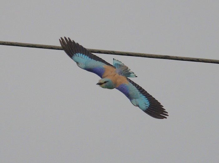 Roller
