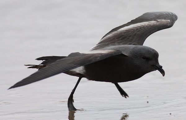 Leach's Petrel