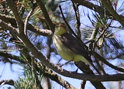 Melodious Warbler