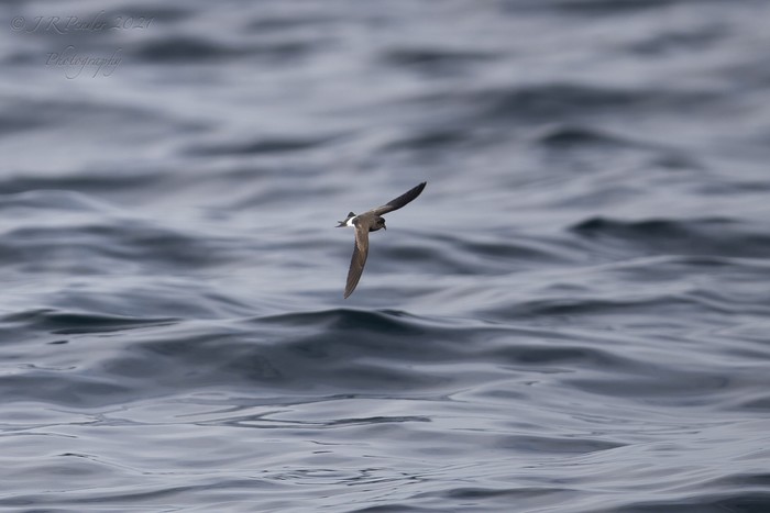 Wilson's Petrel