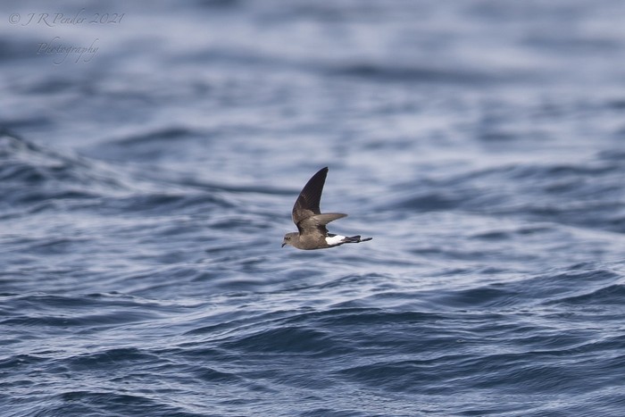 Wilson's Petrel