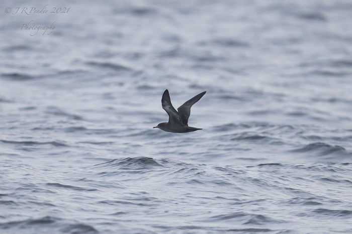 Sooty Shearwater