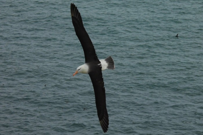 Black-browed Albatross