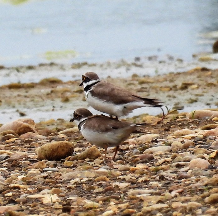 Little Ringed Plover