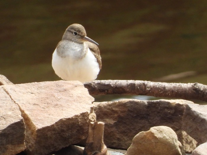 Common Sandpiper