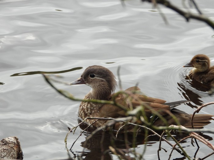 Mandarin