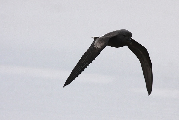Leach's Petrel