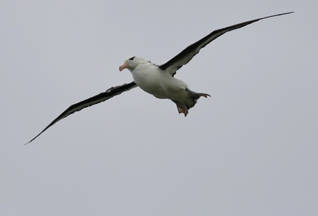 Black-browed Albatross