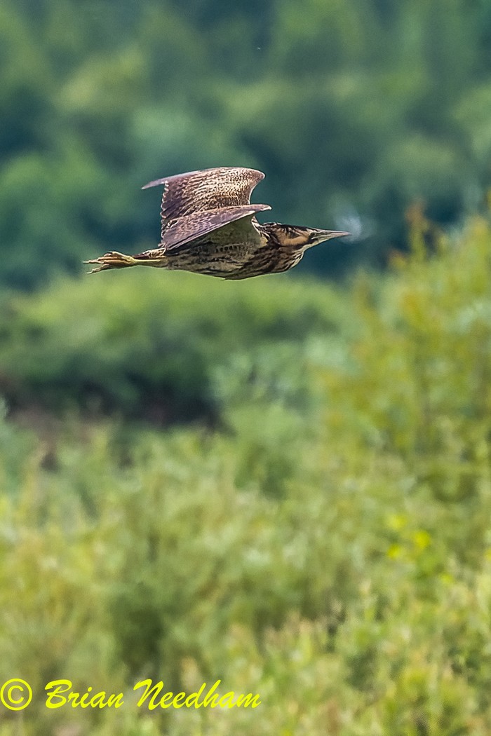 Bittern