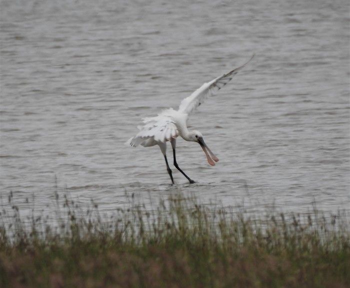 Spoonbill
