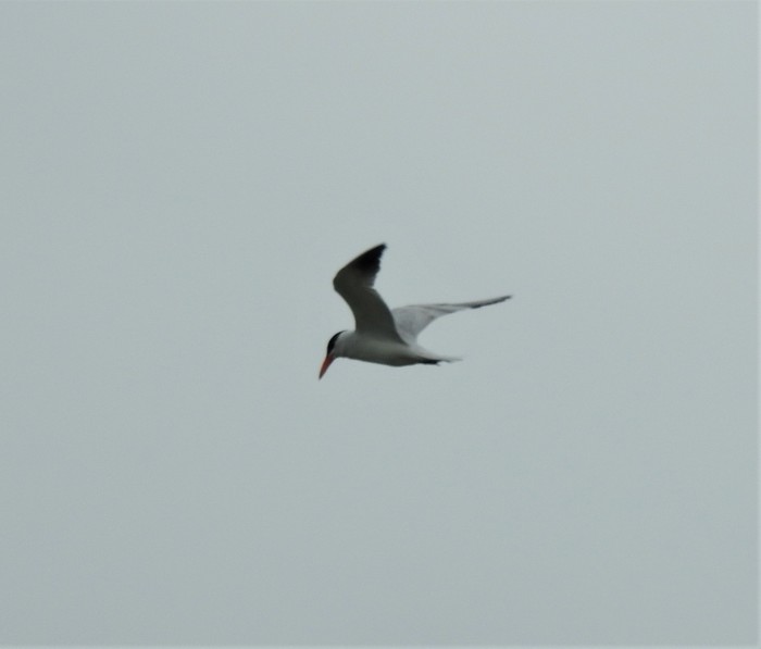 Caspian Tern
