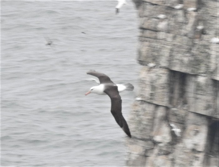 Black-browed Albatross