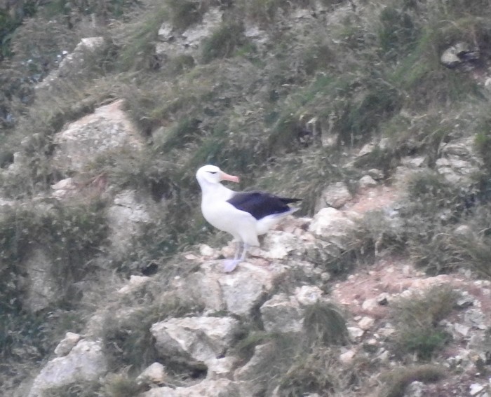 Black-browed Albatross
