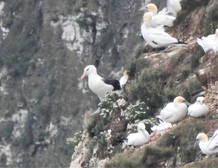 Black-browed Albatross