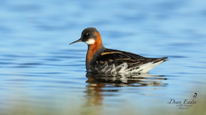 Red necked phalarope