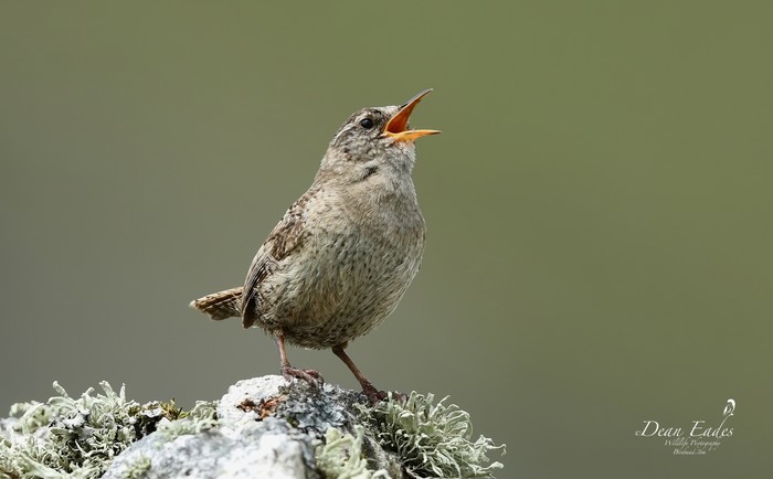 St Kilda Wren 