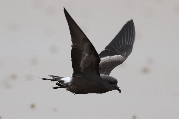 Leach's Petrel