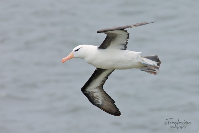 Black-browed Albatross