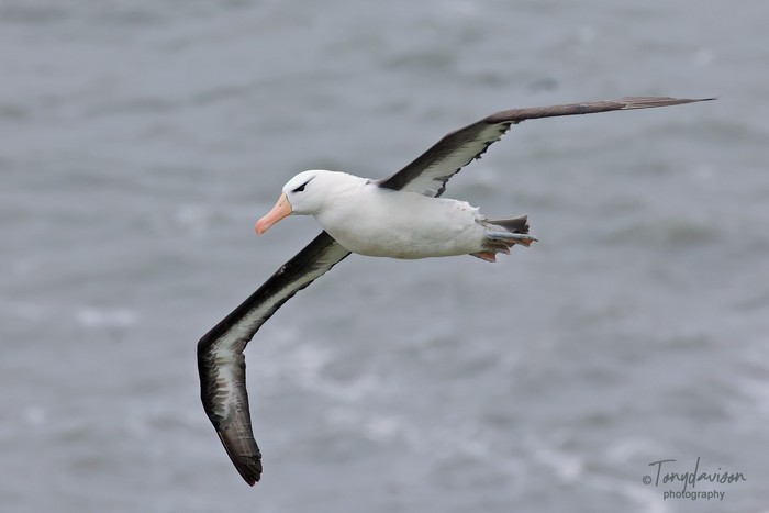 Black-browed Albatross