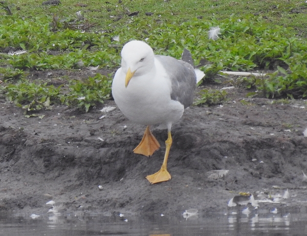 Yellow-legged Gull