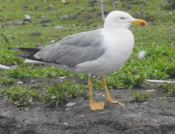 Yellow-legged Gull