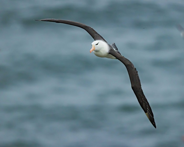 Black-browed Albatross
