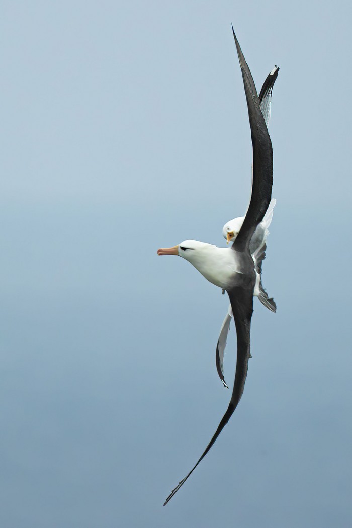 Black-browed Albatross