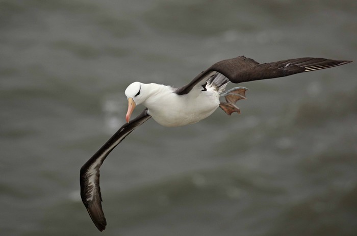 Black-browed Albatross