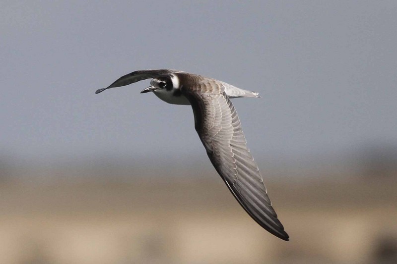 Black Tern