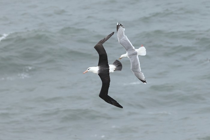 Black-browed Albatross