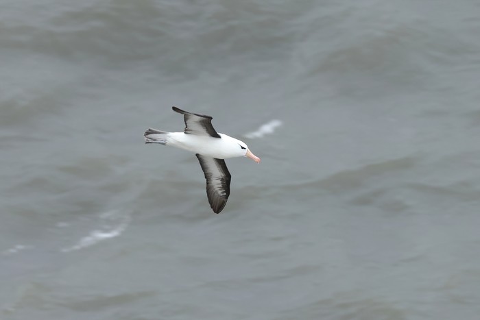 Black-browed Albatross