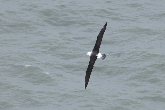 Black-browed Albatross