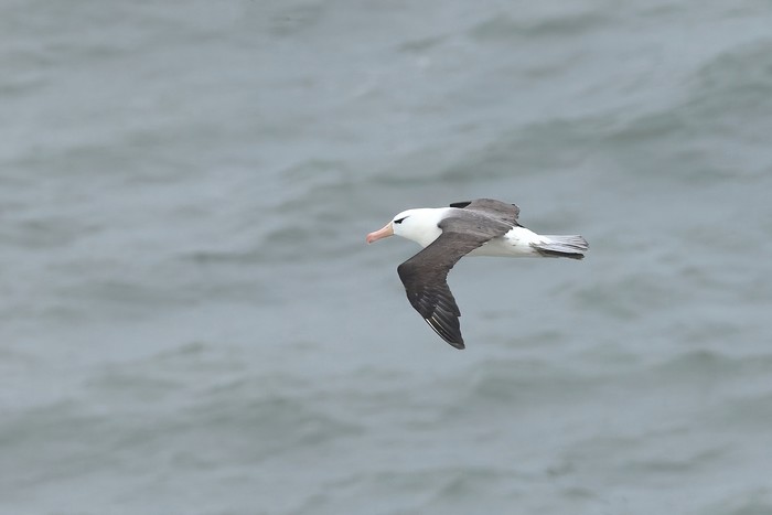 Black-browed Albatross