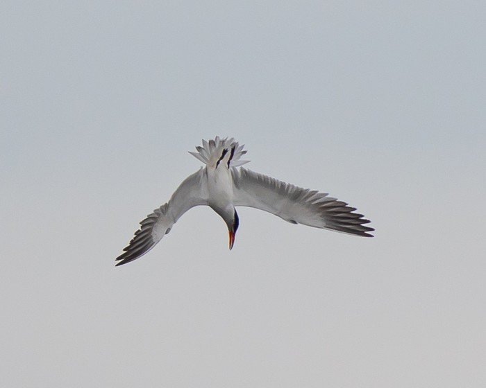 Caspian Tern