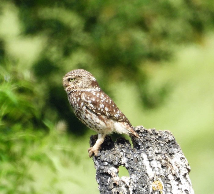 Little Owl