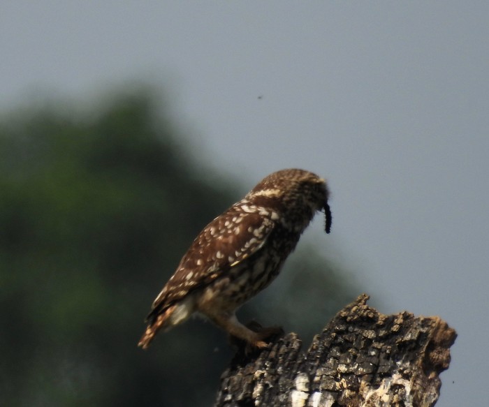 Little Owl